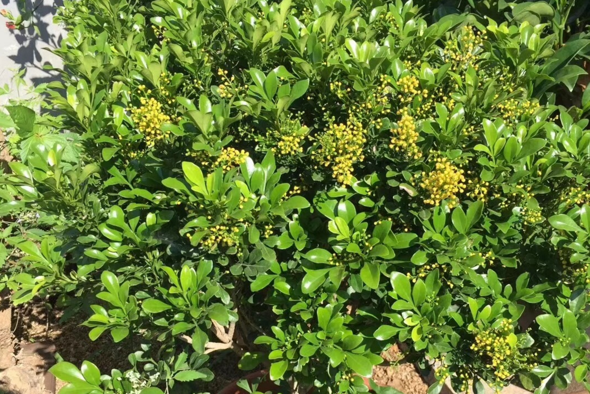 米兰花:花开芳香浓郁,雅气十足,深受很多人的喜爱