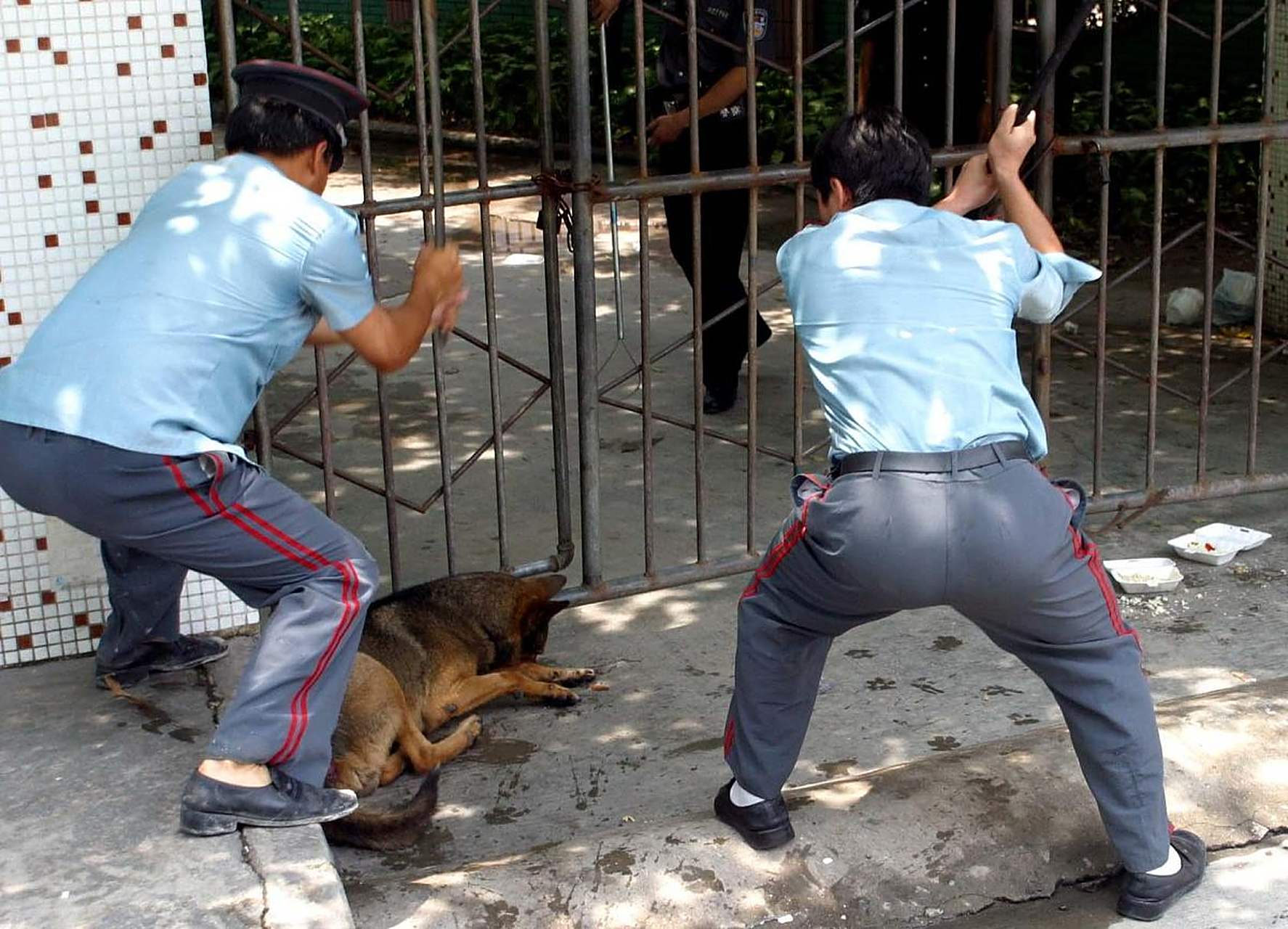 如何看待最近某些地方愈演愈烈的打狗行动? 这事和房地产很相似.