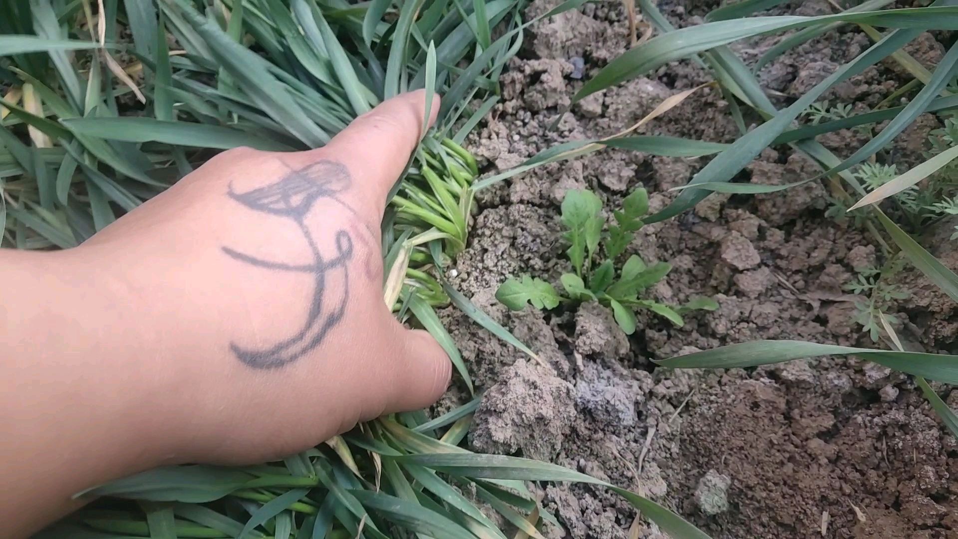 这个季节独有的野菜,挖回家后蒸成菜疙瘩再浇上蒜汁撩咋嘞!