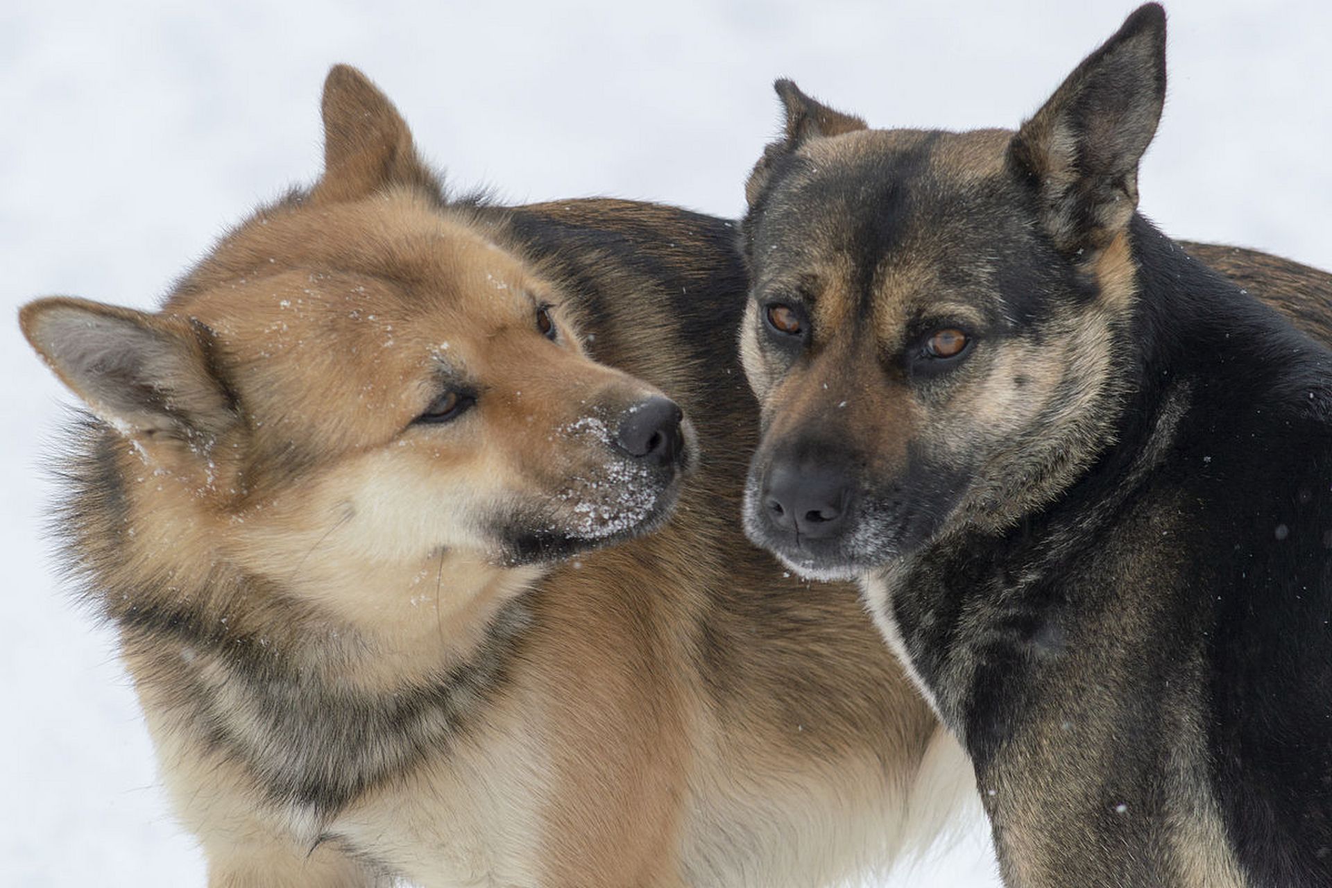9298 狼和狗的区别  狼和狗是两种外貌相似的哺乳动物,但它们