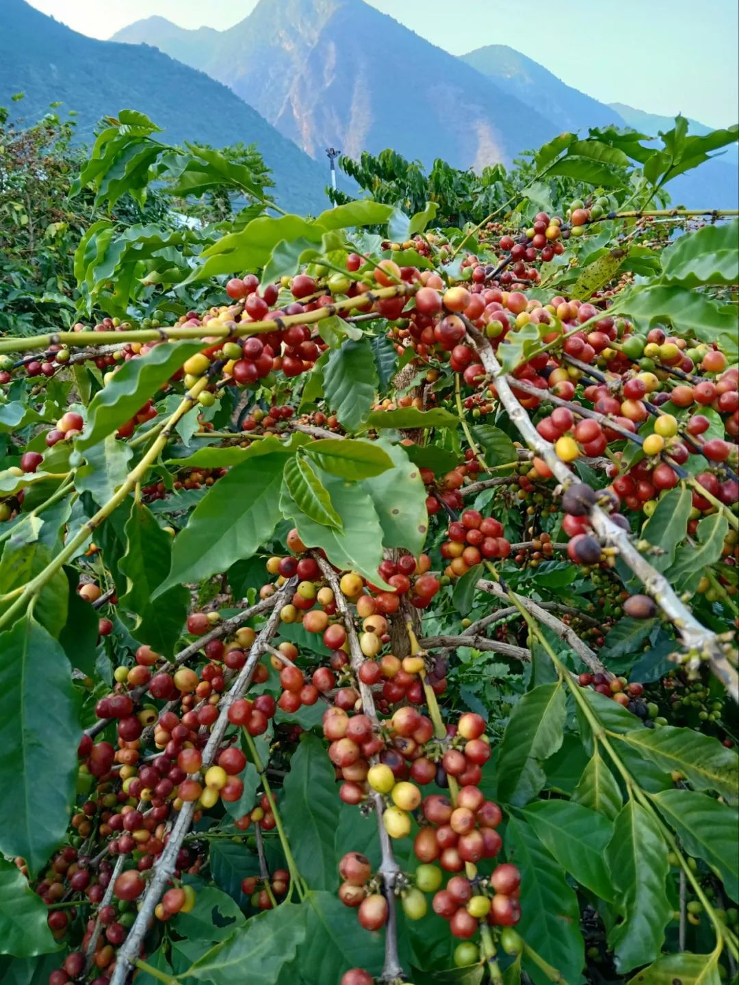 天天喝咖啡,你却不知道种咖啡的农民有多难