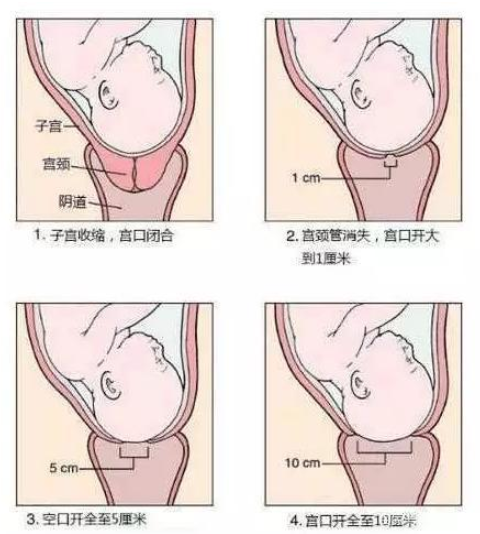 生孩子"开骨缝"是什么概念?一张图清楚明白,胎儿也在默默努力