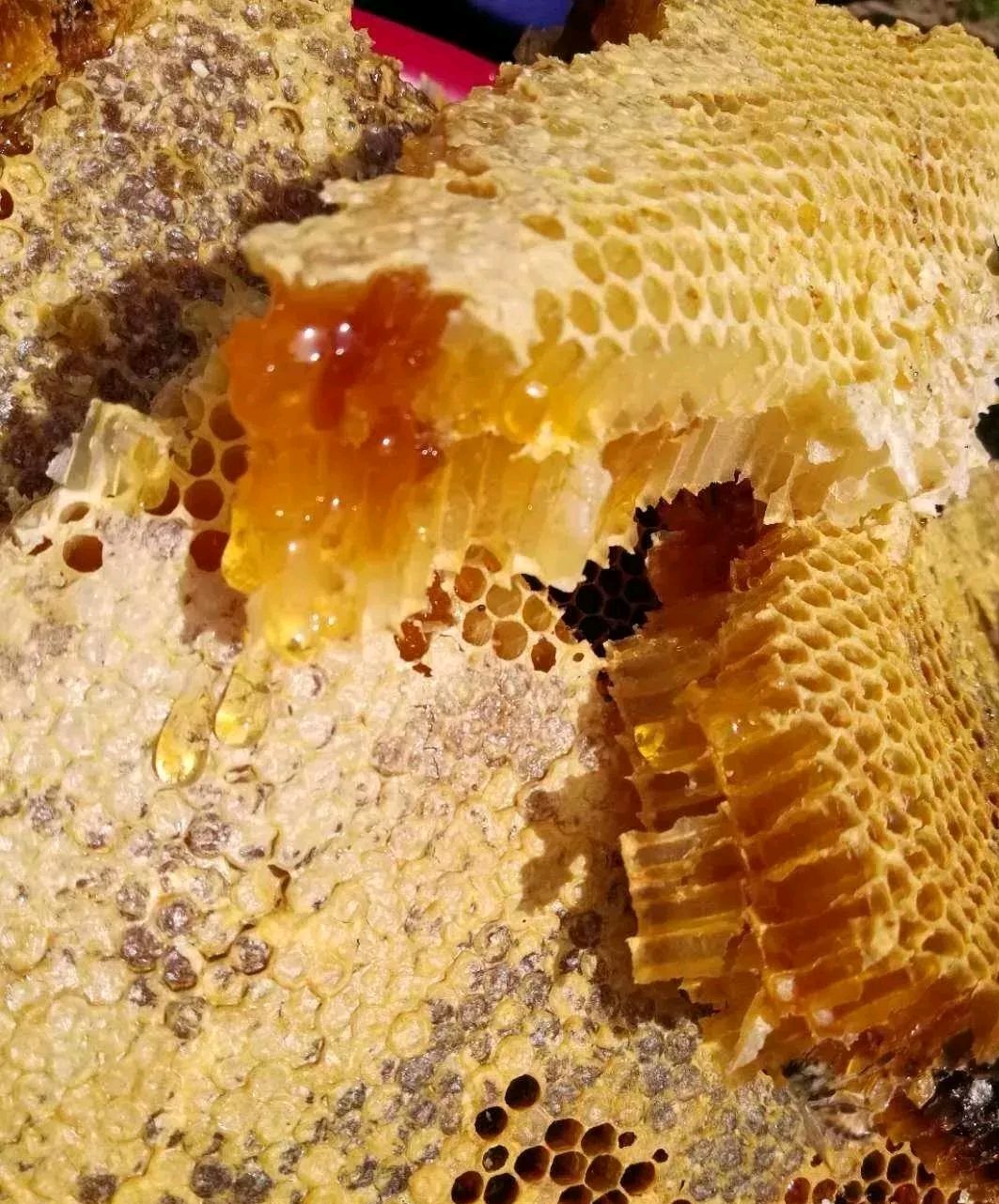 带你认识真正的秦岭深山老蜂蜜