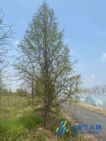 建湖縣顏単鎮弘森中山杉成品苗入選省園藝博覽園