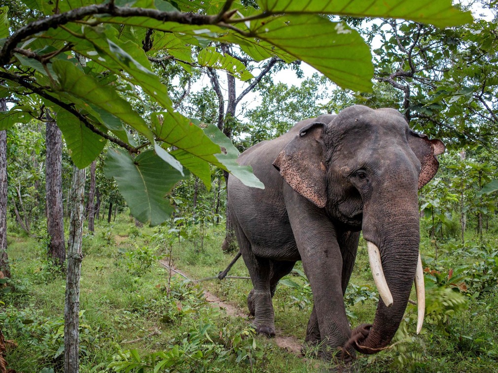 越南大象遭人类"全方位"利用,象牙象尾全被出售