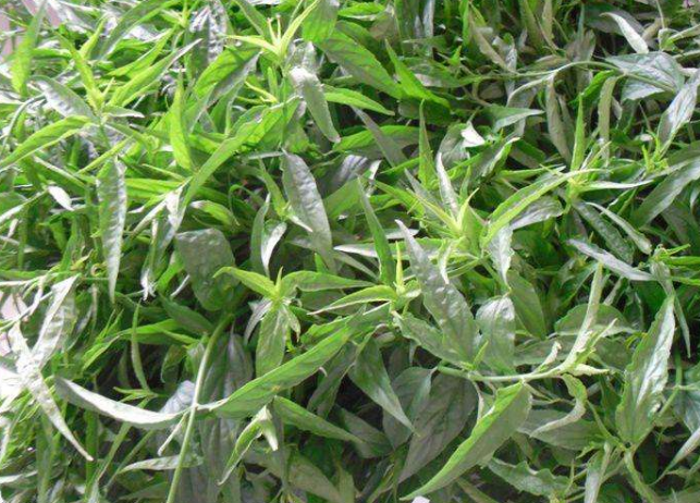 母猪刺属于苋科植物,民间也称这种菜为苋菜,不过这种野菜和城里的苋菜