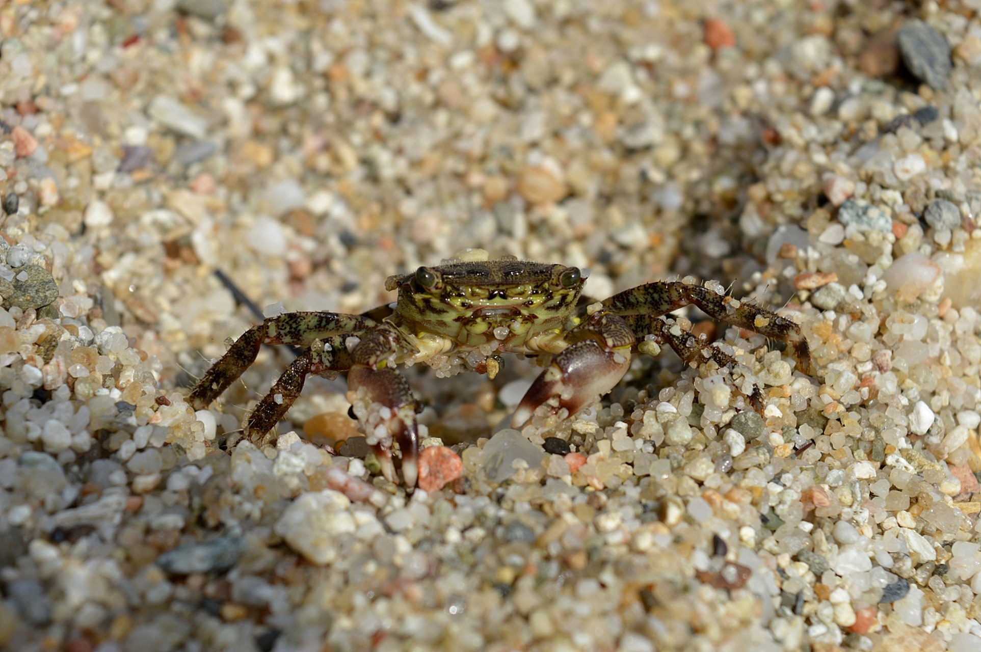 摘要:迷你小螃蟹因其可爱外形和低廉价格而受欢迎.
