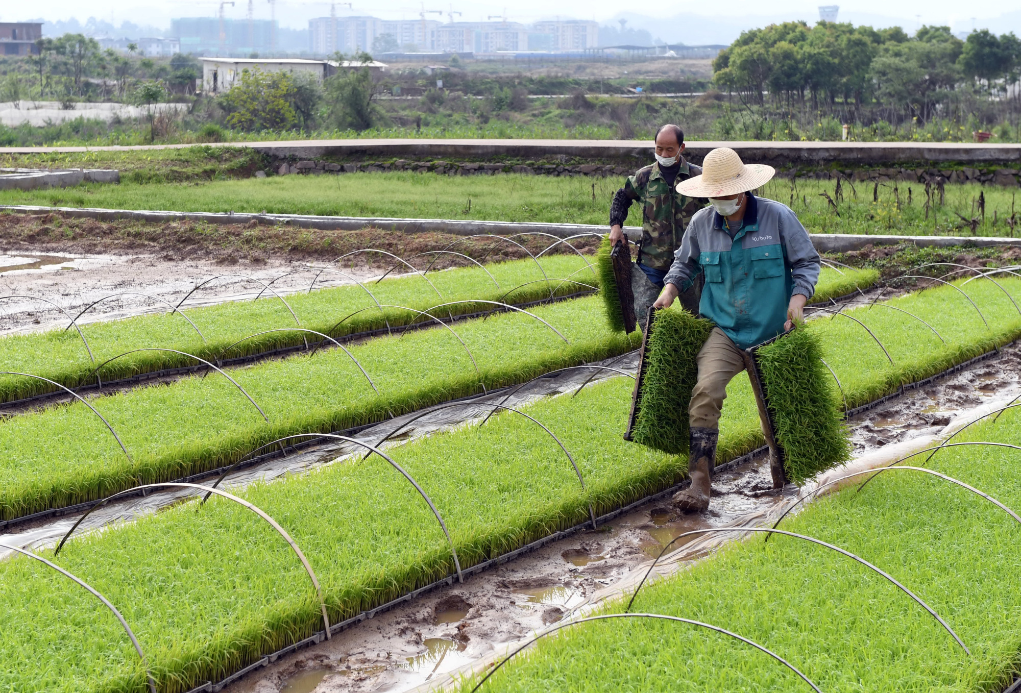 秧苗- 热门商品专区
