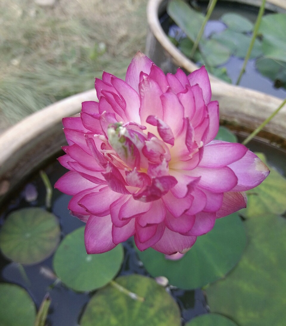 老太太买花"被骗",碗莲变"菜莲",因祸得福,3年挖出一缸藕