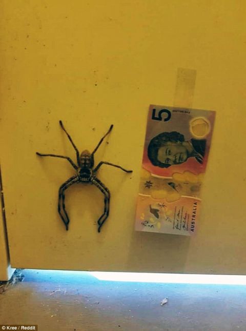 澳洲公厕惊现超十厘米大蜘蛛,网友竟这么评价