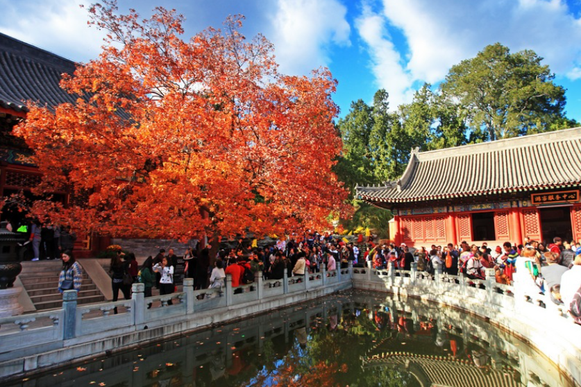 進了公園後,勤政殿兩側兩棵高大的元寶楓樹,在藍天的映照下,顯得格外