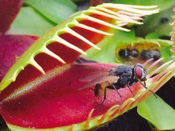 食虫植物系列:捕蝇草的"血盆大口"