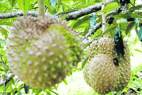 黑刺榴莲,你有尝试过吗