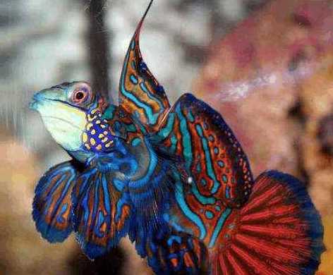 皇冠青蛙和池塘里的青蛙完全不一样 它们属于鱼类