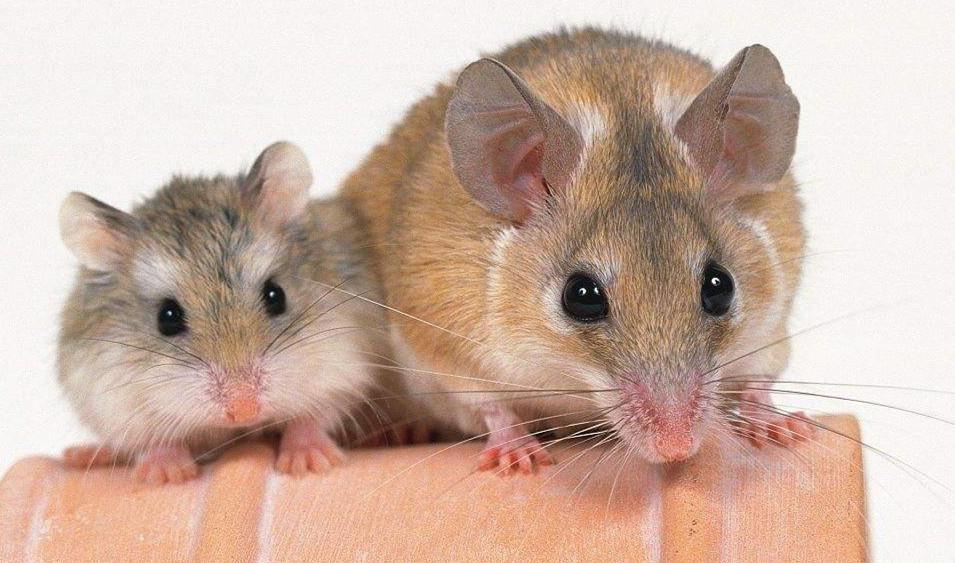 宠物小课堂:《宠物仓鼠》最近很受欢迎,有没有你喜欢的种类?