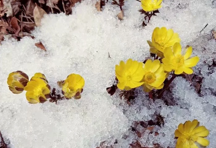 美图:今年最后一组冰凌花图片,期待明年的花开得更盛