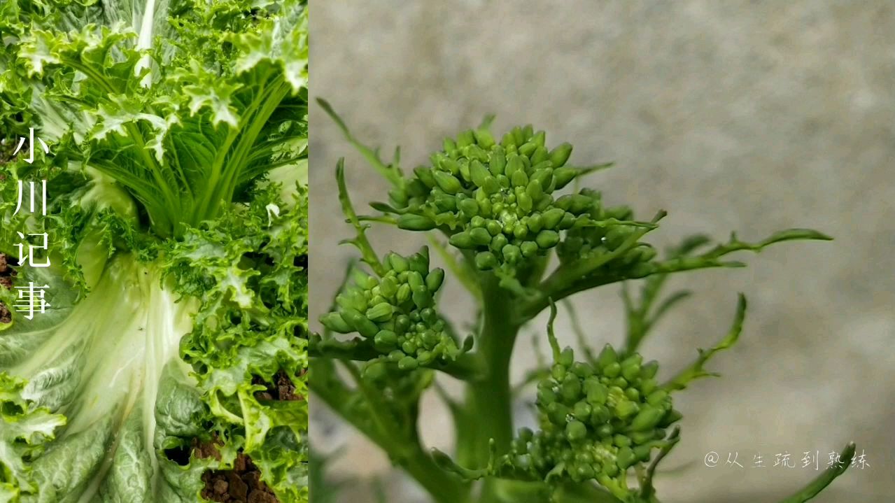 这种青菜四川才有