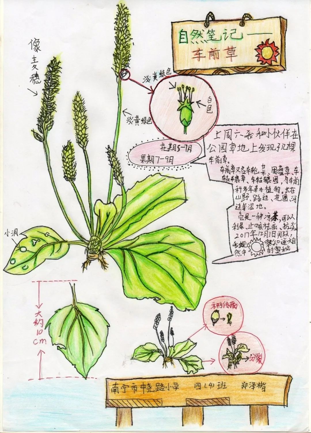 自然笔记|全国青少年自然笔记大赛优秀作品欣赏(第十三期)