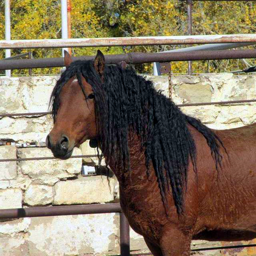 马儿毛发不再清一色的黑长直,毛茸茸的卷发看起来更萌