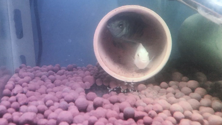 迷你鹦鹉的小鱼起飞了太多了,难怪迷你鹦鹉有鱼中不死的小强之称