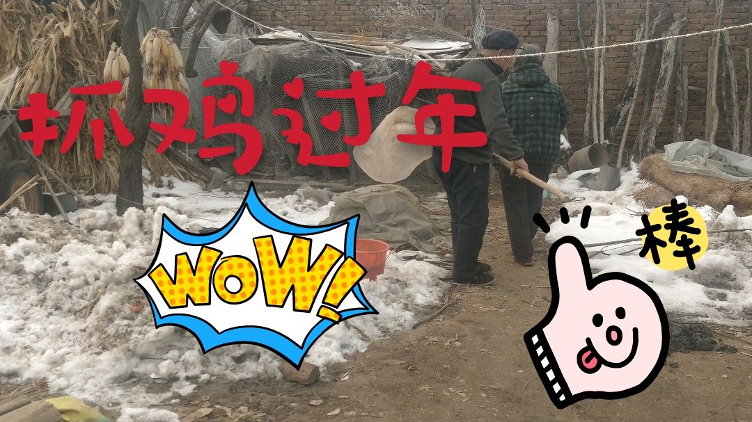 爷爷奶奶抓鸡上供 给鸡摆造型太难了