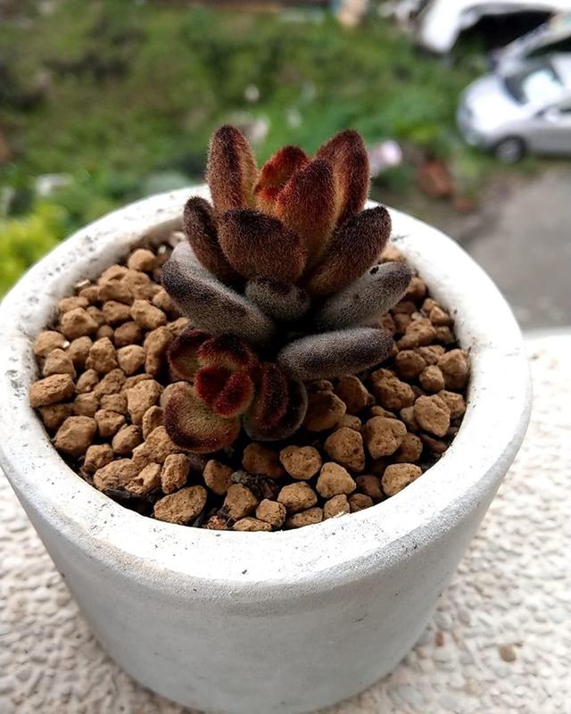 200块钱买的一盆多肉植物"泰迪熊",让我养成了"巧克力士兵"