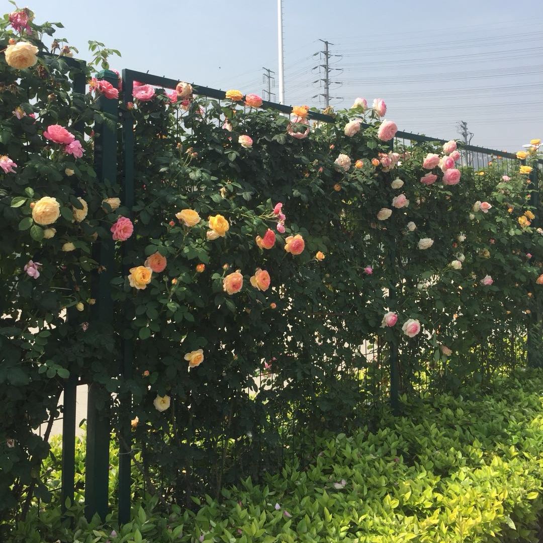 藤本月季开成一面花墙的必备技能,你学会了吗?