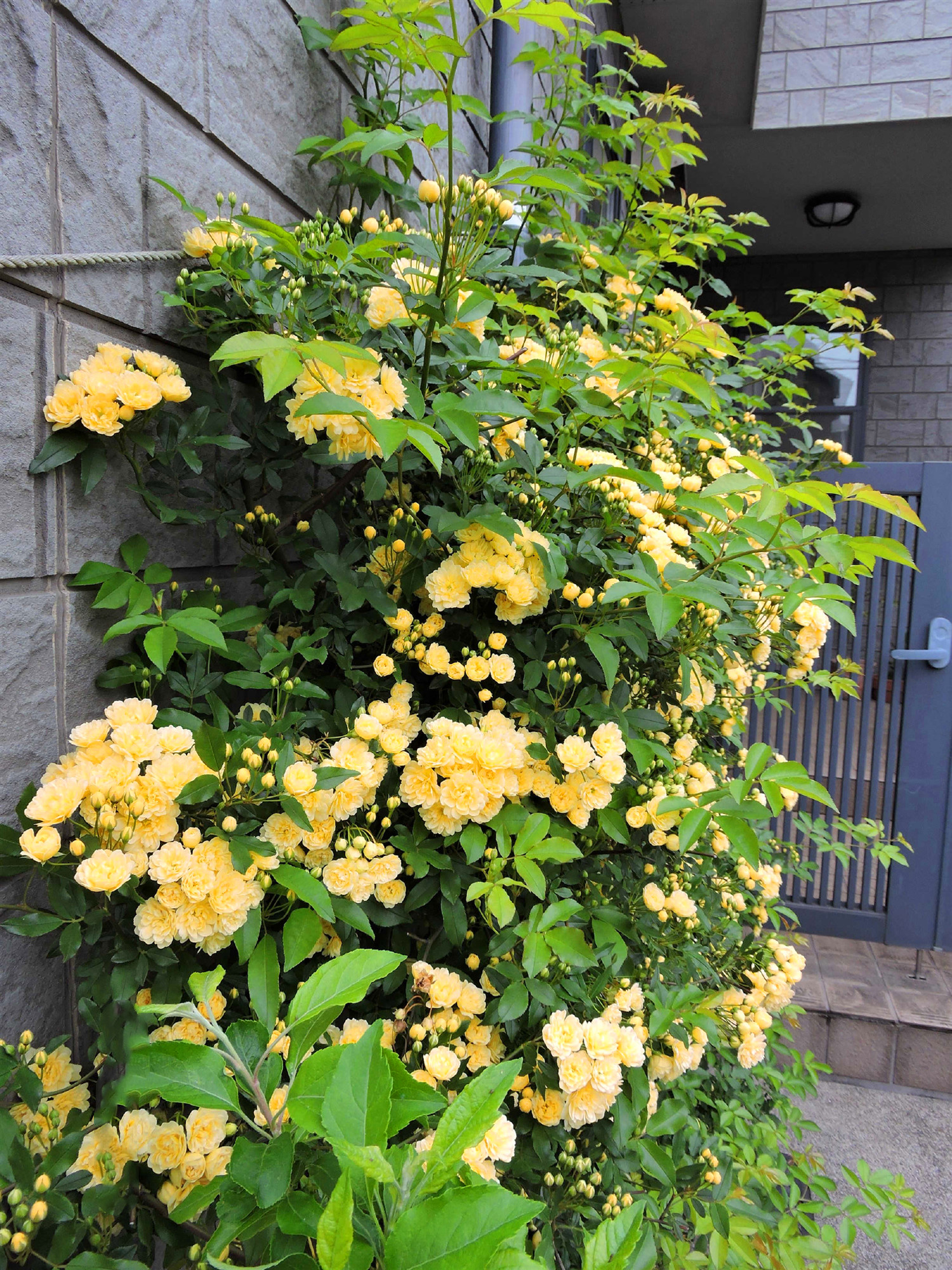 此花号称是我国天下第一香的爬藤花卉,而且花期超长,不种可惜了