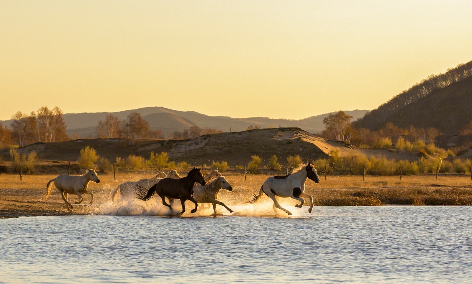 风光摄影:乌兰布统奔马图