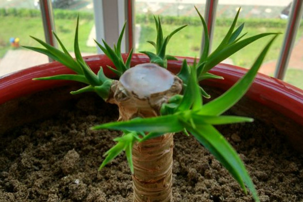 长芽后修剪,剪前多水肥一般情况下,砍完头的龙血树大概会在1个月左右