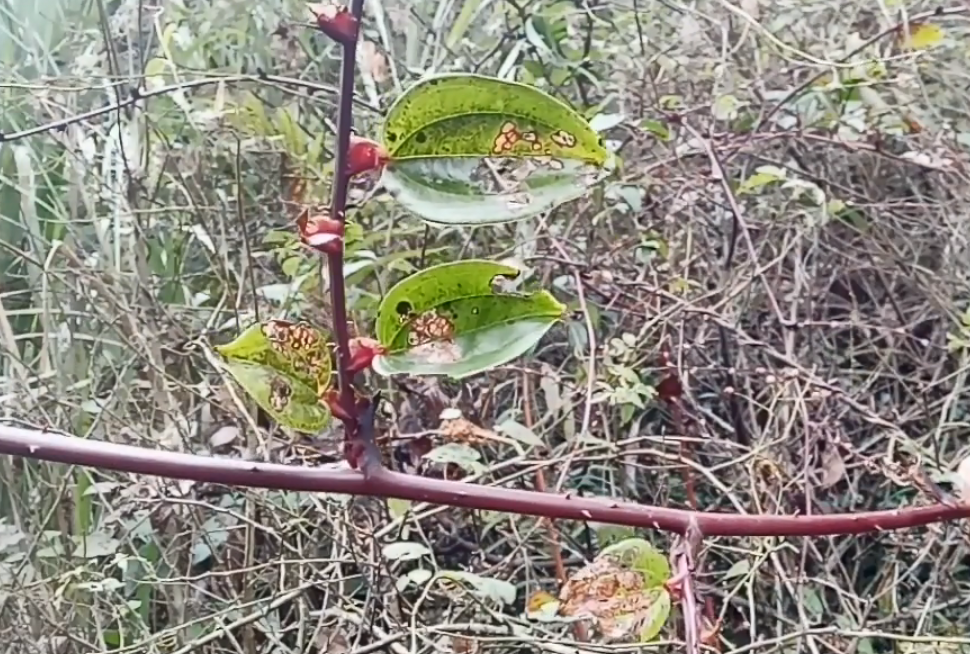 百度爱采购首页 商品专题_手链山里一种难得的野生药材,藤条长得又硬