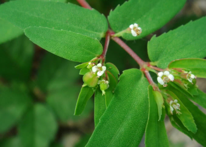 红头绳 - 2020年最新商品信息聚合专区 - 百度爱采购