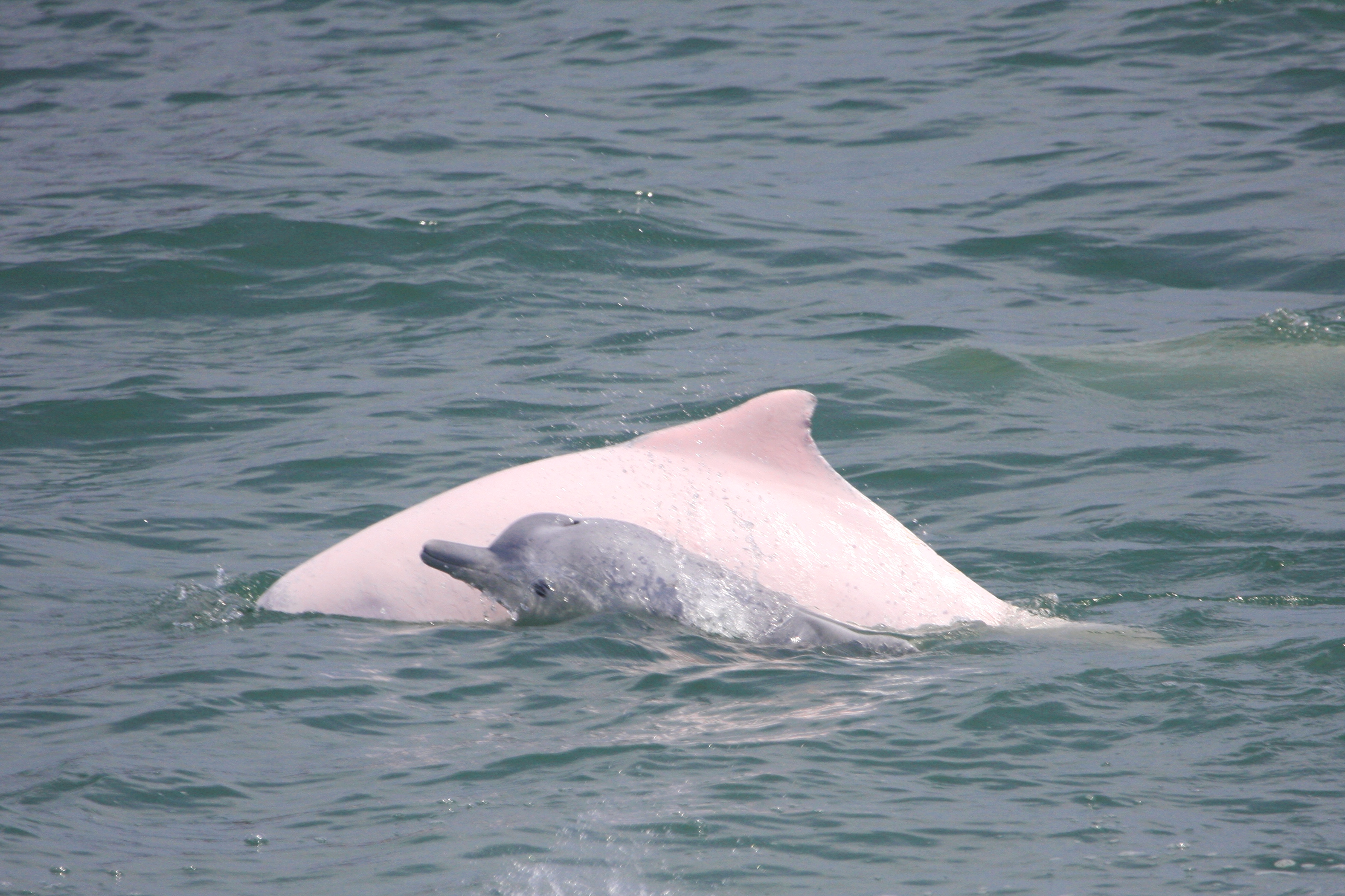 三娘湾中华白海豚图片