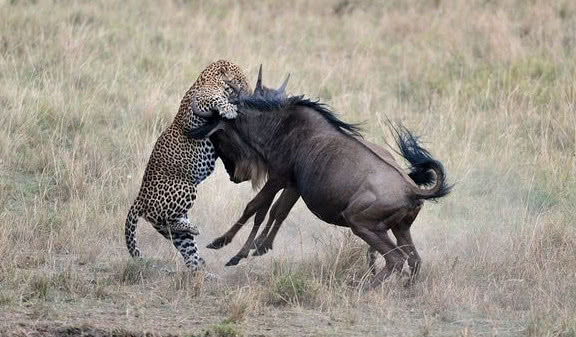 猎豹追击角马,本来可以饱餐一顿,没想到同伴来了,画风突变!