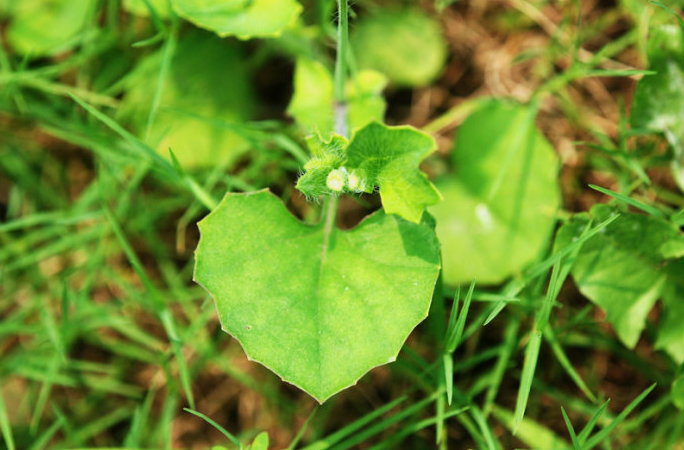 荒野维生食物之野菜系列——一点红