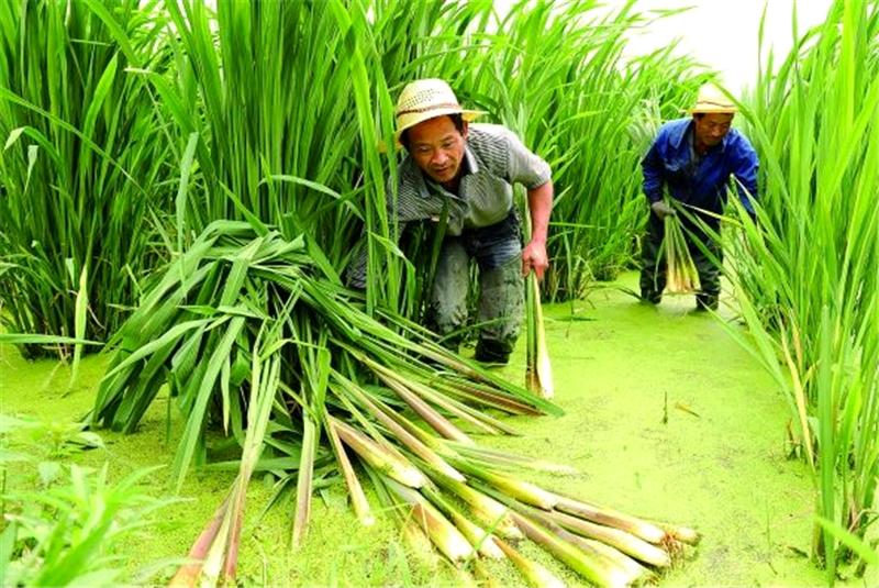 这种蔬菜相信很多人都吃过,它叫做藕带又称藕心菜,夏季的雨后是采摘藕