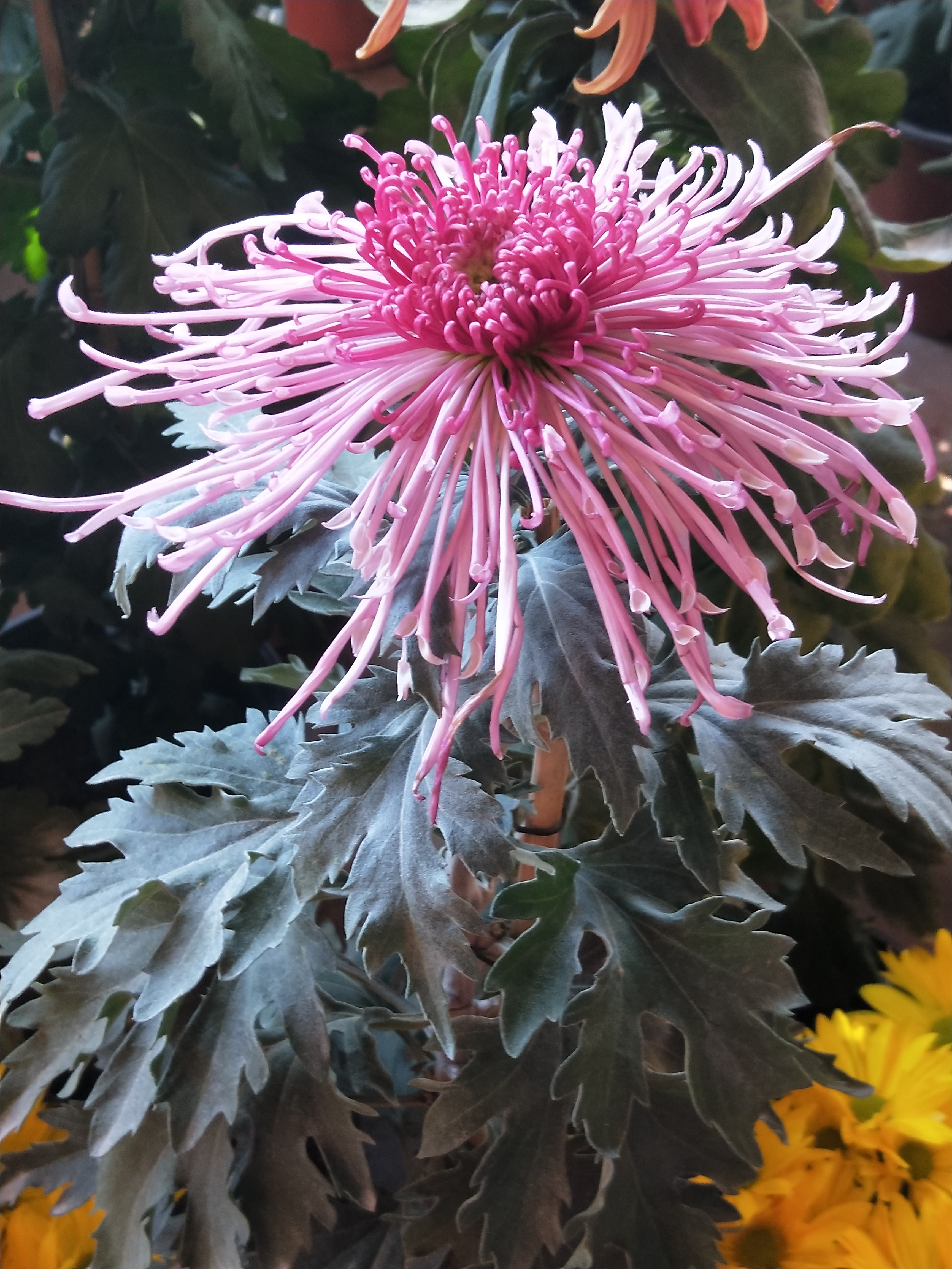 教你怎样用手机拍出小景深照片