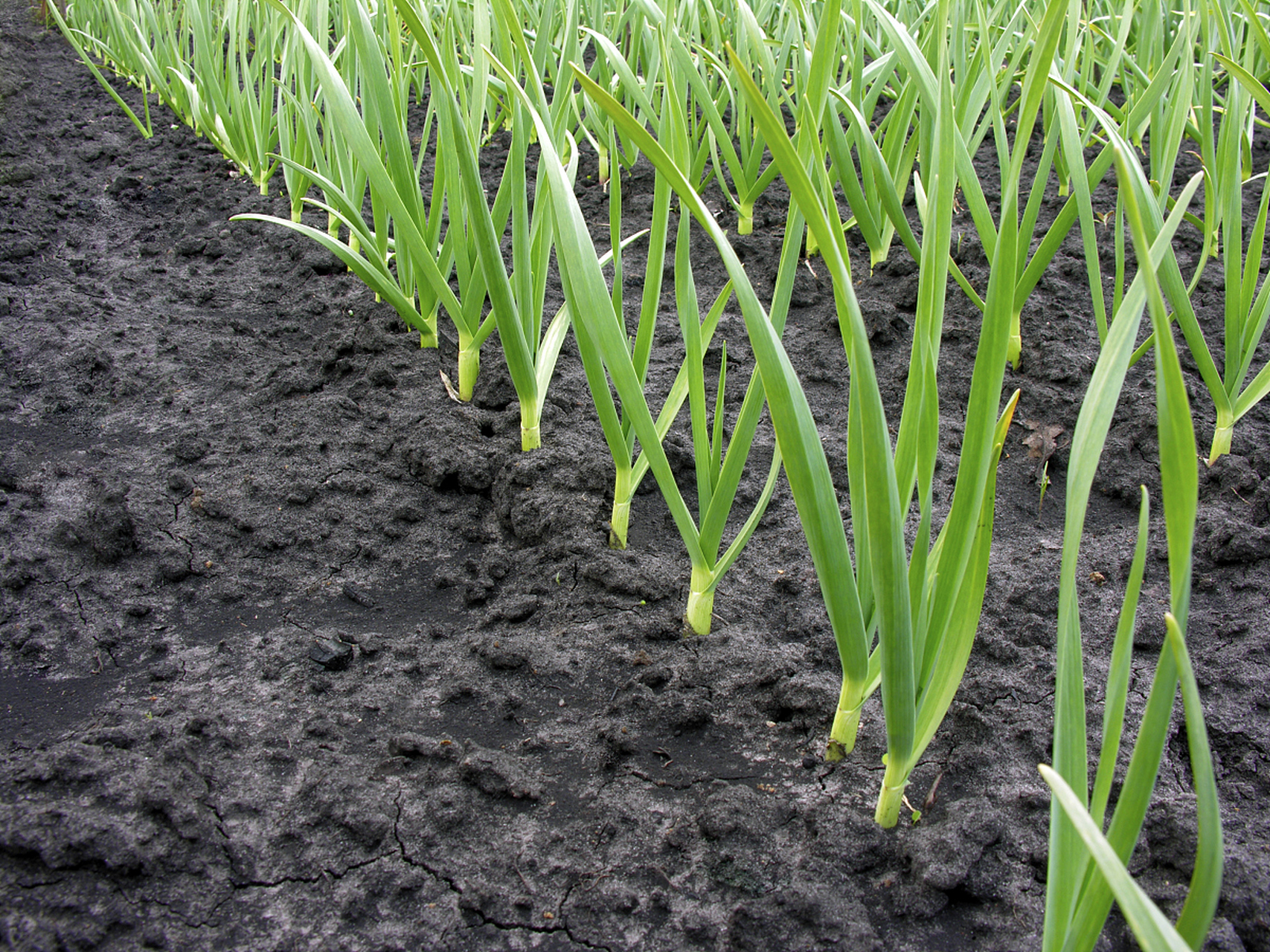 大葱苗期如何管理? 1.