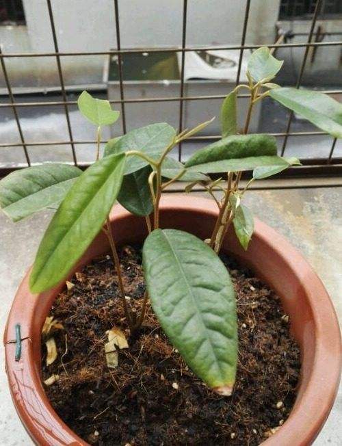 婆婆在家盆栽榴莲,没多久却长这样子,家里人都笑坏了,太小了!