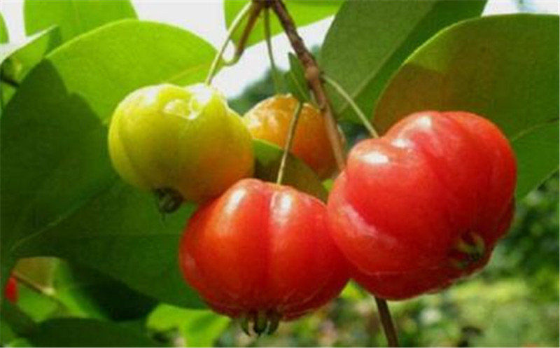 农村一种常见的红色果子,有着降血糖,促消化的作用,你认识吗?