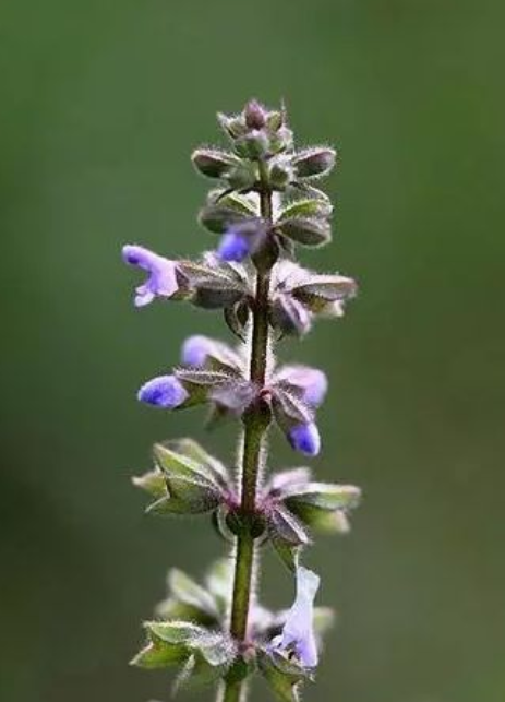 而雪见草是长这样的,雪见草还有一个别名叫猪婆花,剧中的景天也经常叫