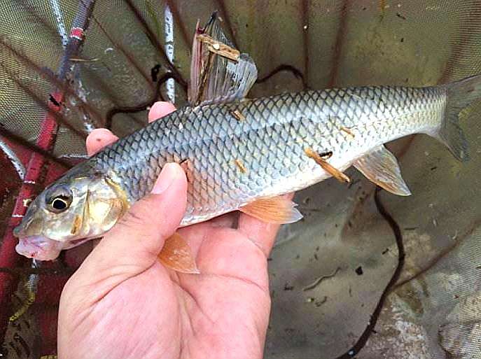 这种鱼长着双嘴唇,价值珍贵堪比鱼翅,农民一般抓了都不卖