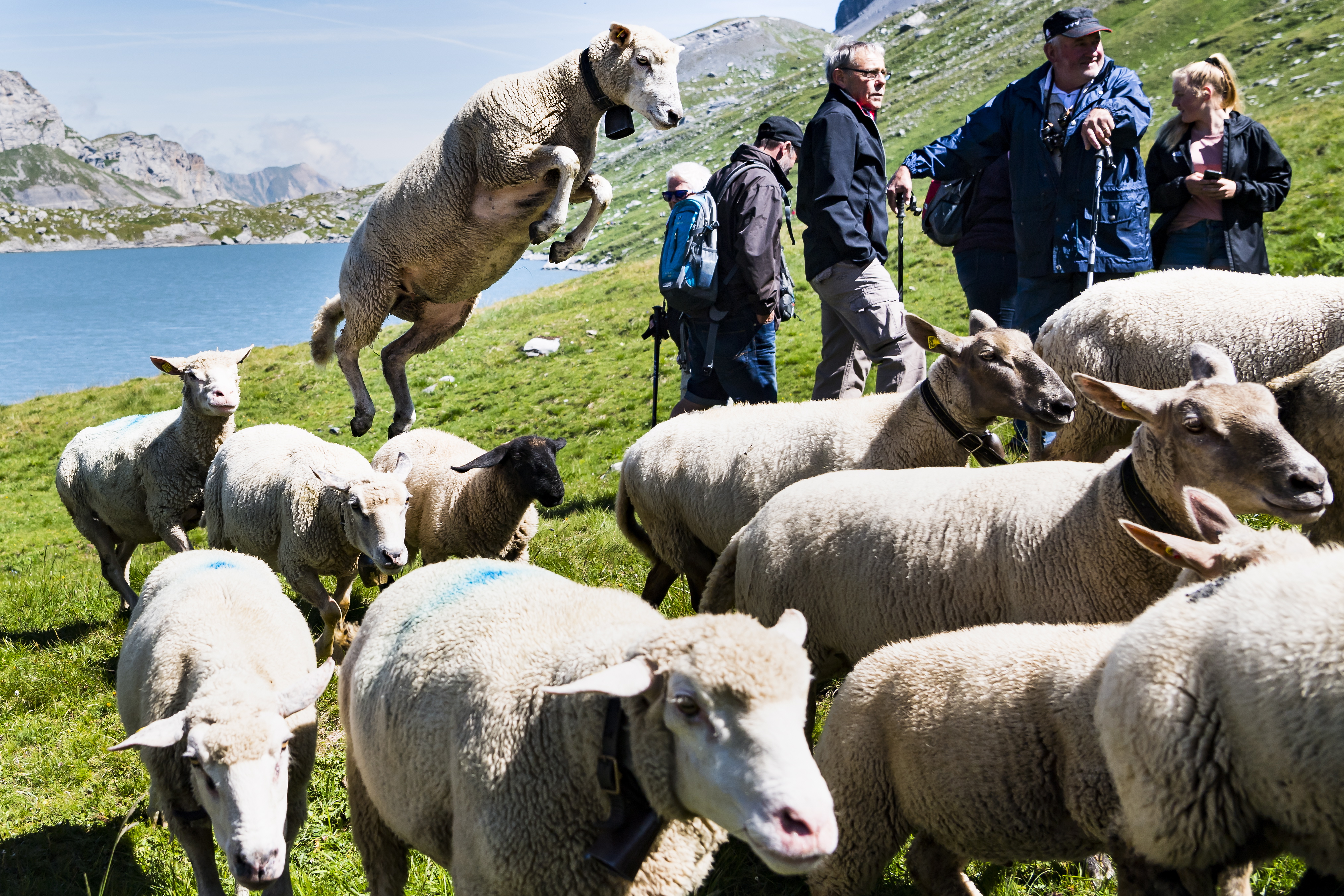 瑞士牧羊人节(4)