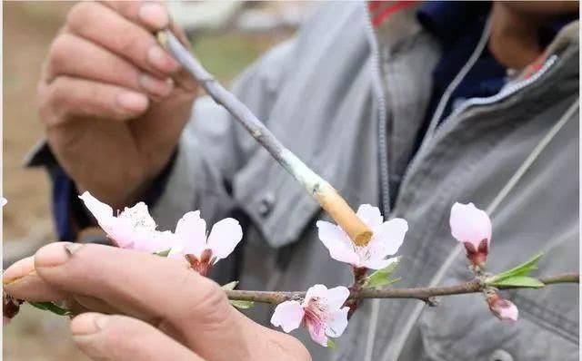 春季苹果树的管理,喷肥要在3个时期进行,人工授粉其实有4个方法