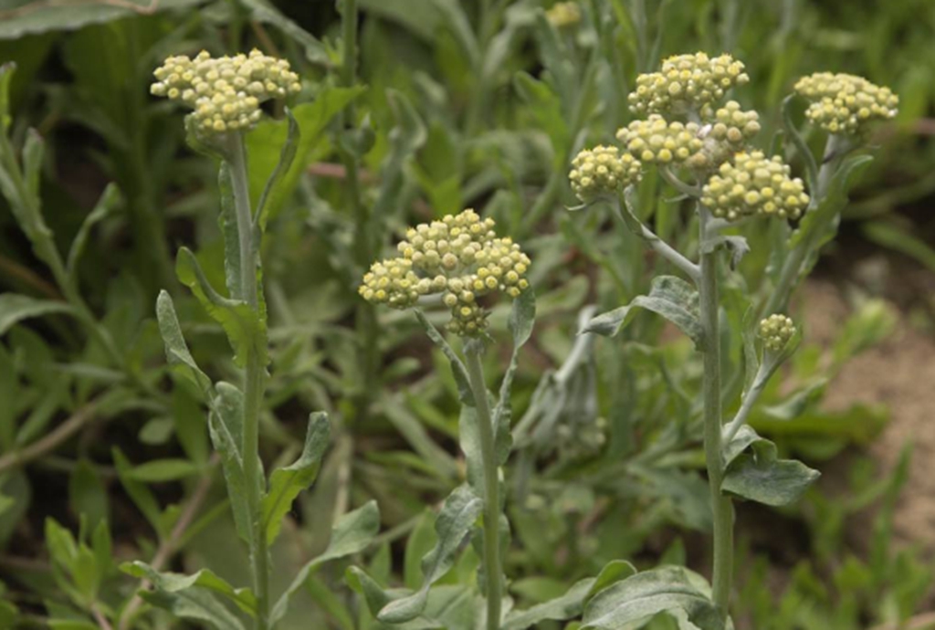 积雪草也叫灯盏菜,是东方人的长寿草.
