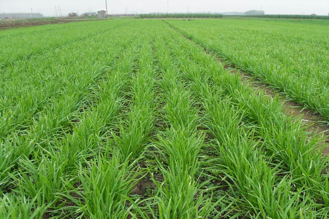 秋季要怎样移栽韭菜呢?想要韭菜长得好并不难,这样做就行!