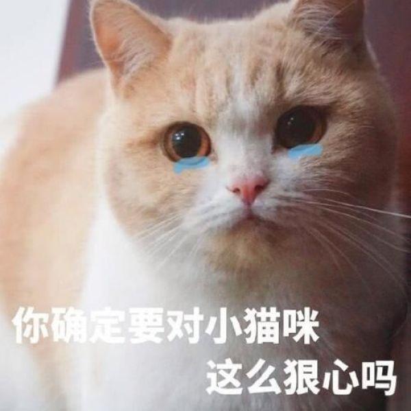 可爱萌宠猫咪搞笑表情包 我就是胖