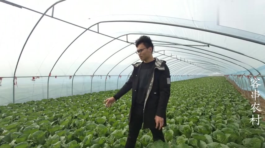 农村小伙去菜地,发现有颗菜很突出,准备包装成娃娃菜王