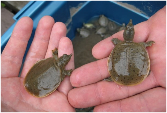 在养殖稚鳖和幼鳖的过程中,饲养员有什么需要注意的呢