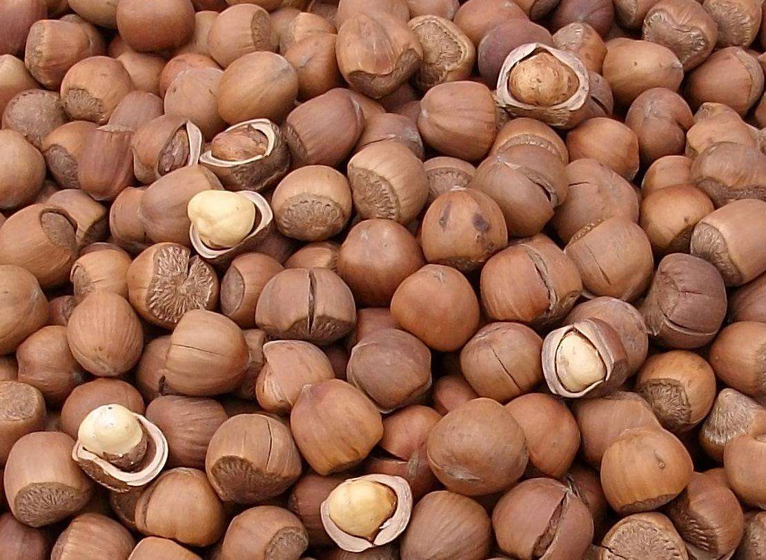 姑娘爱吃的干果,原来在树上长这个样子?看过后觉得见识太少了!